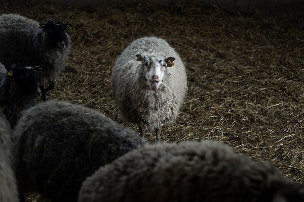 Swedish Wool Initiative